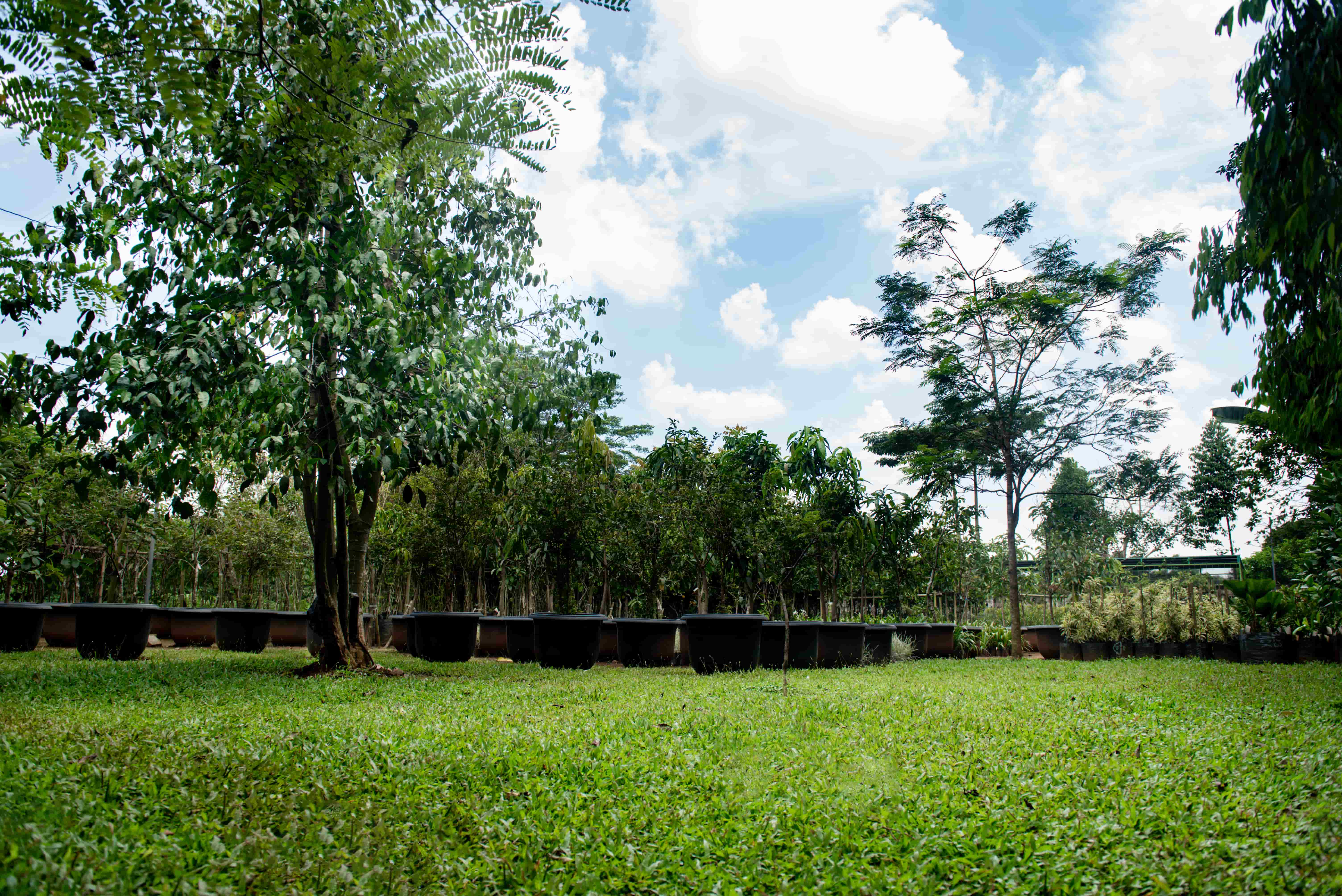 Wiralandsketsa - Product